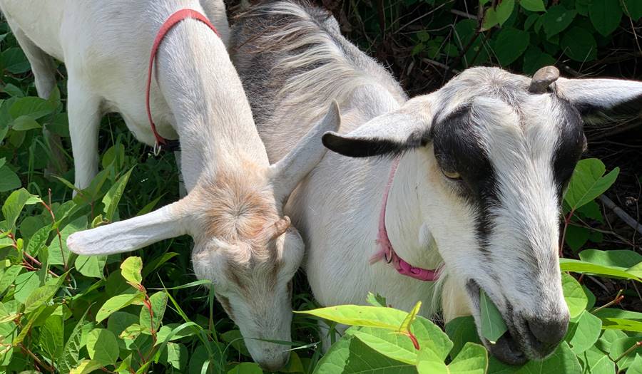 Two goats eating knotweed at Inn by the Sea