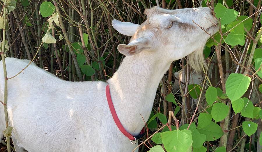 Goats eating knotweed at Inn by the Sea