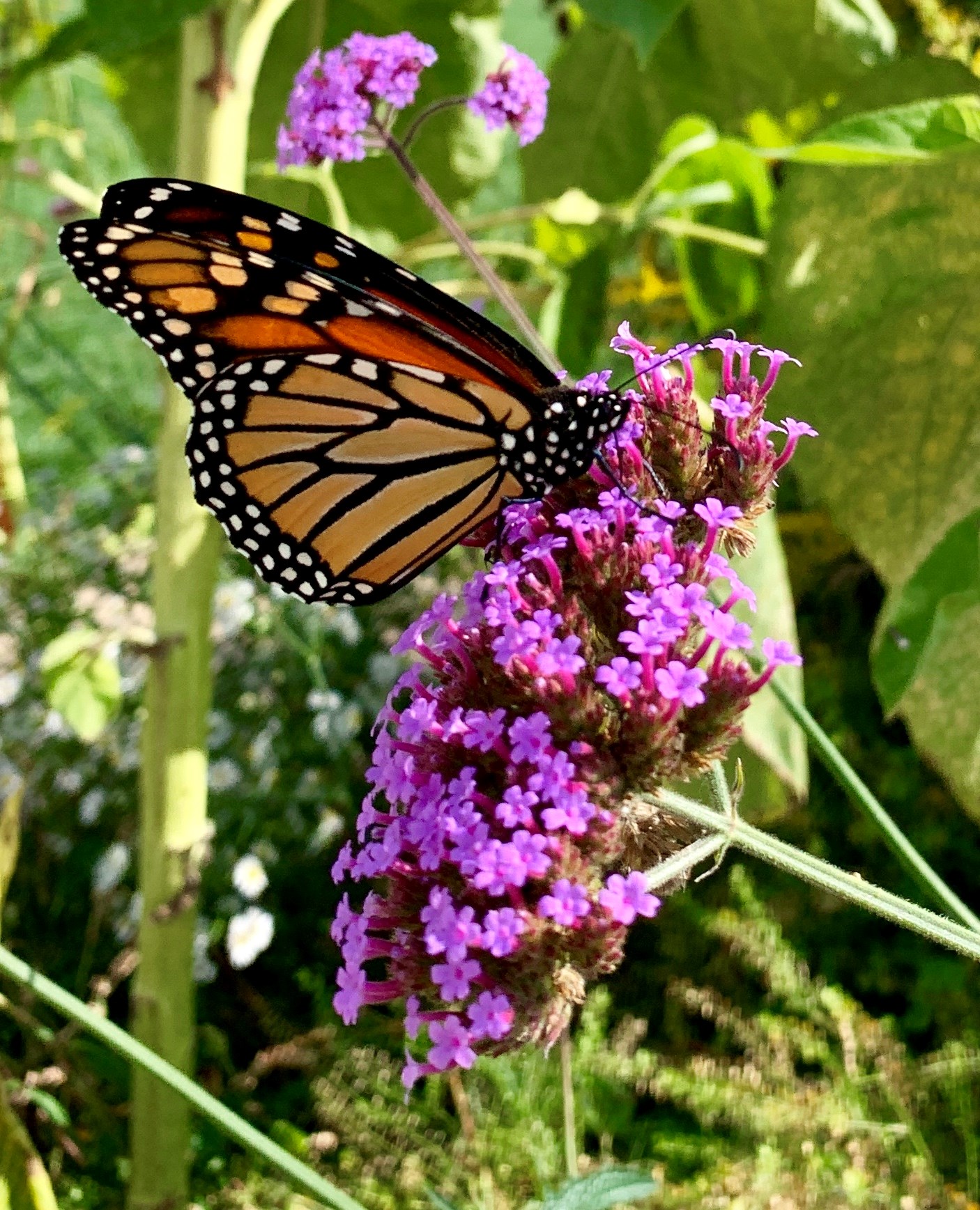 Planting To Sustain The Local Eco System
