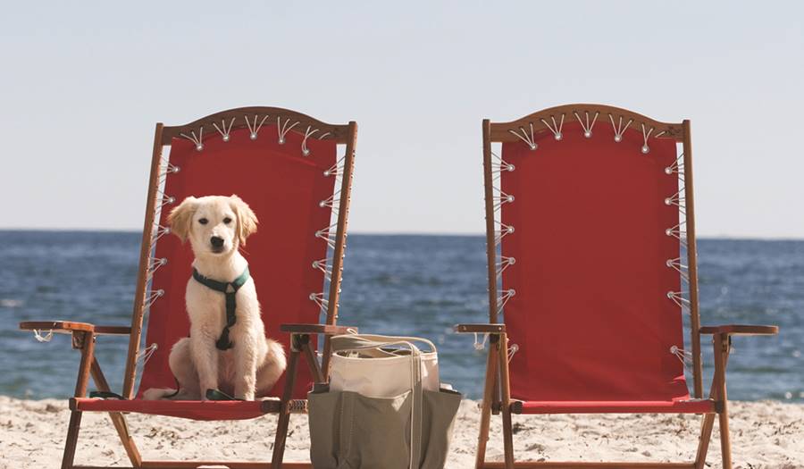Puppy on Chair on Beach