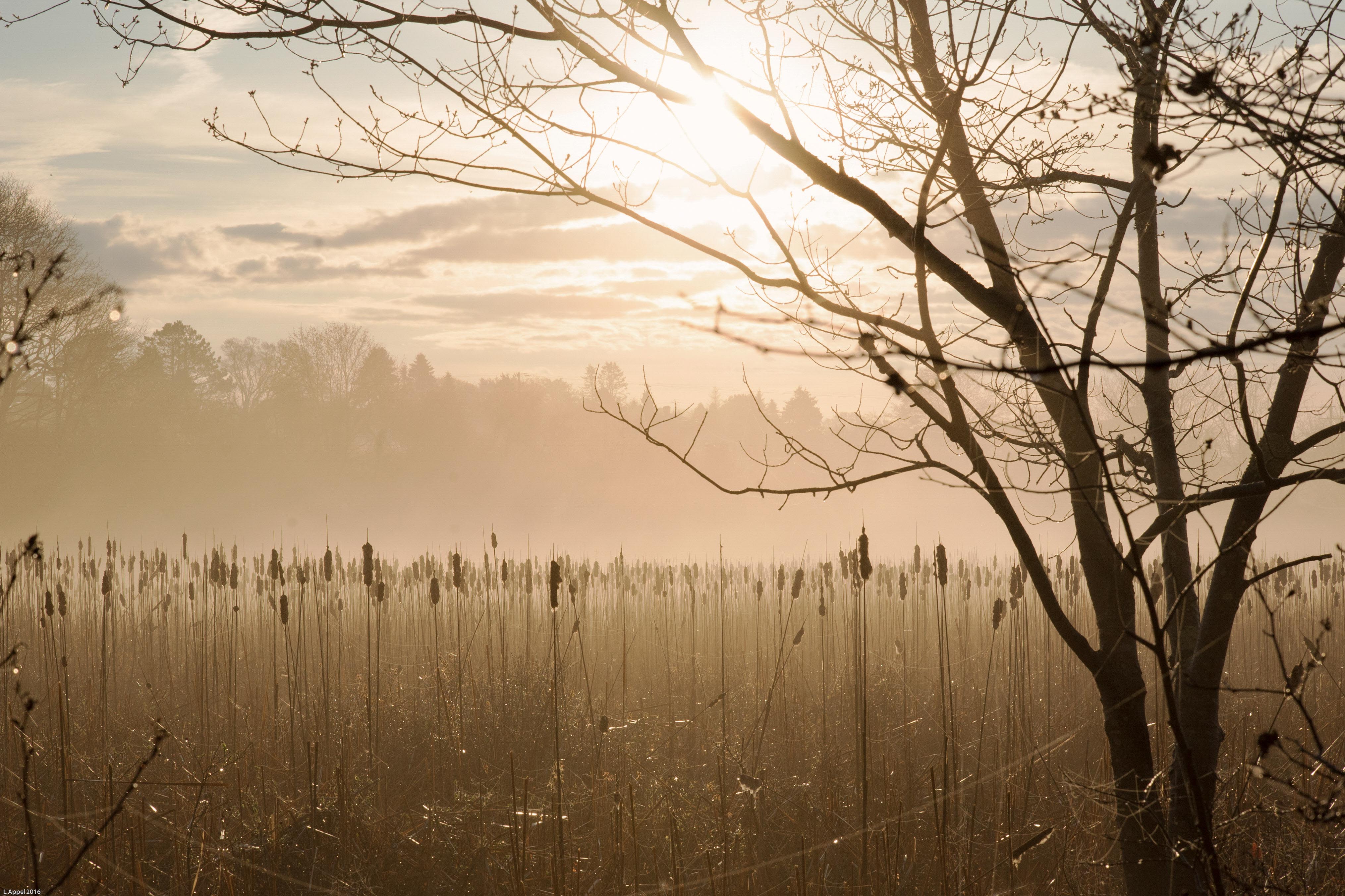Reeds Winter On The Beach Path Inn By The Sea ME
