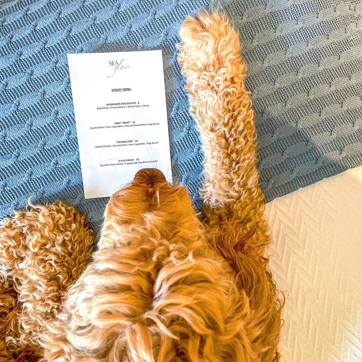Credit 5 Reasosn To Visit Dog With Menu
