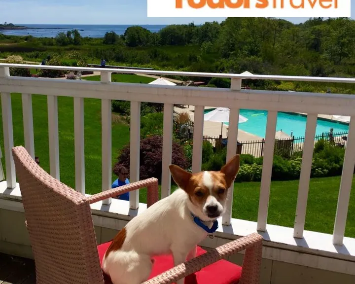 Hotels Connecting Guests And Rescue Animals