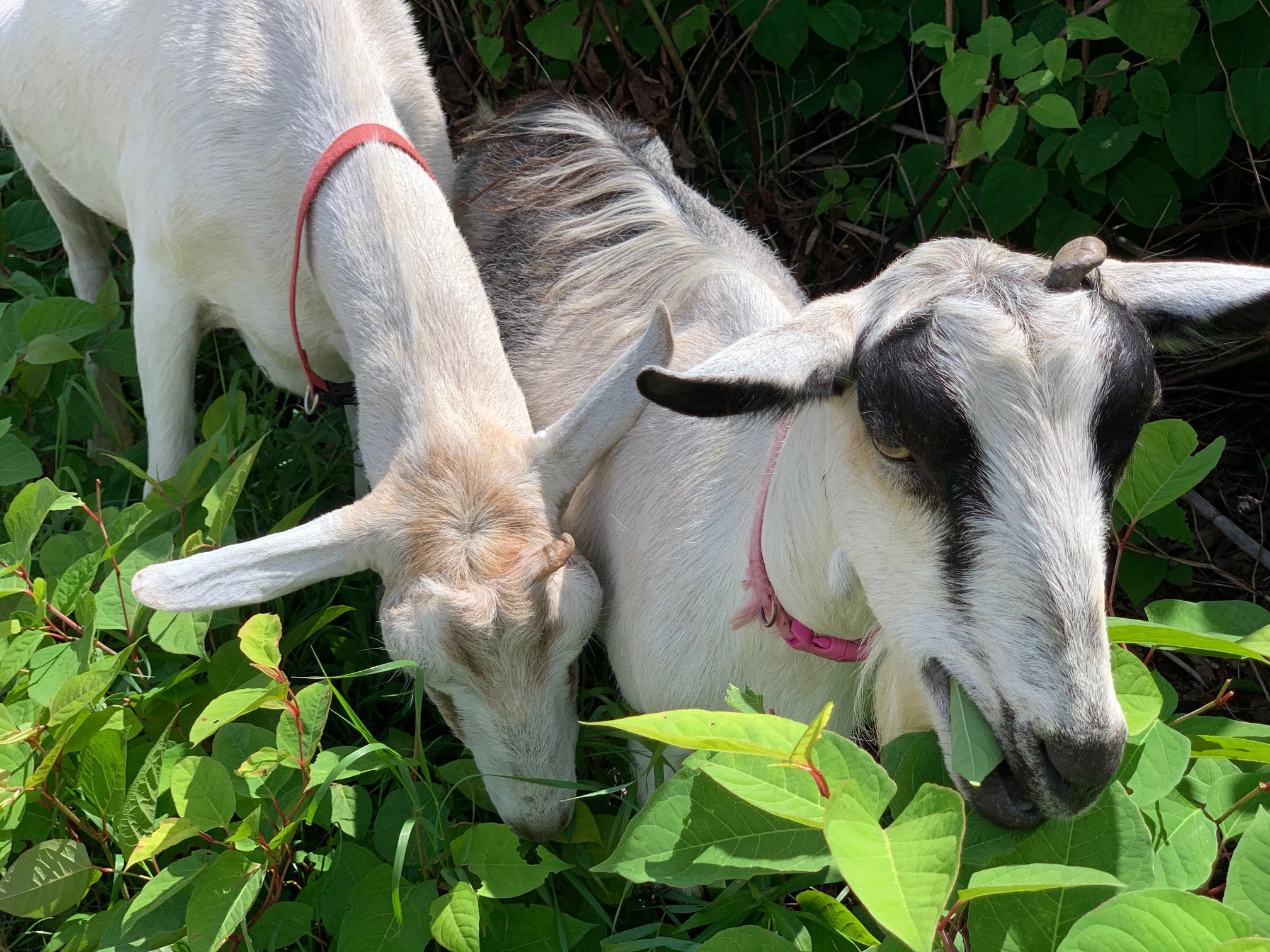 Two Goats Eating Knotweed At Inn By The Sea
