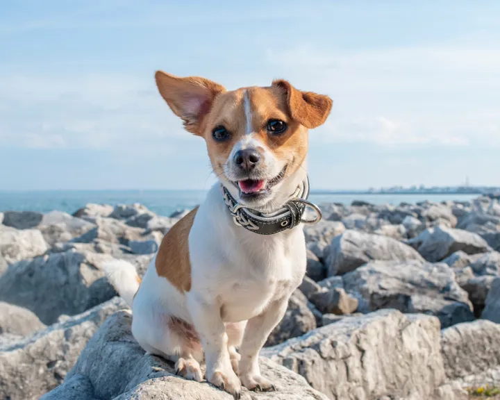 Dog At Inn By The Sea