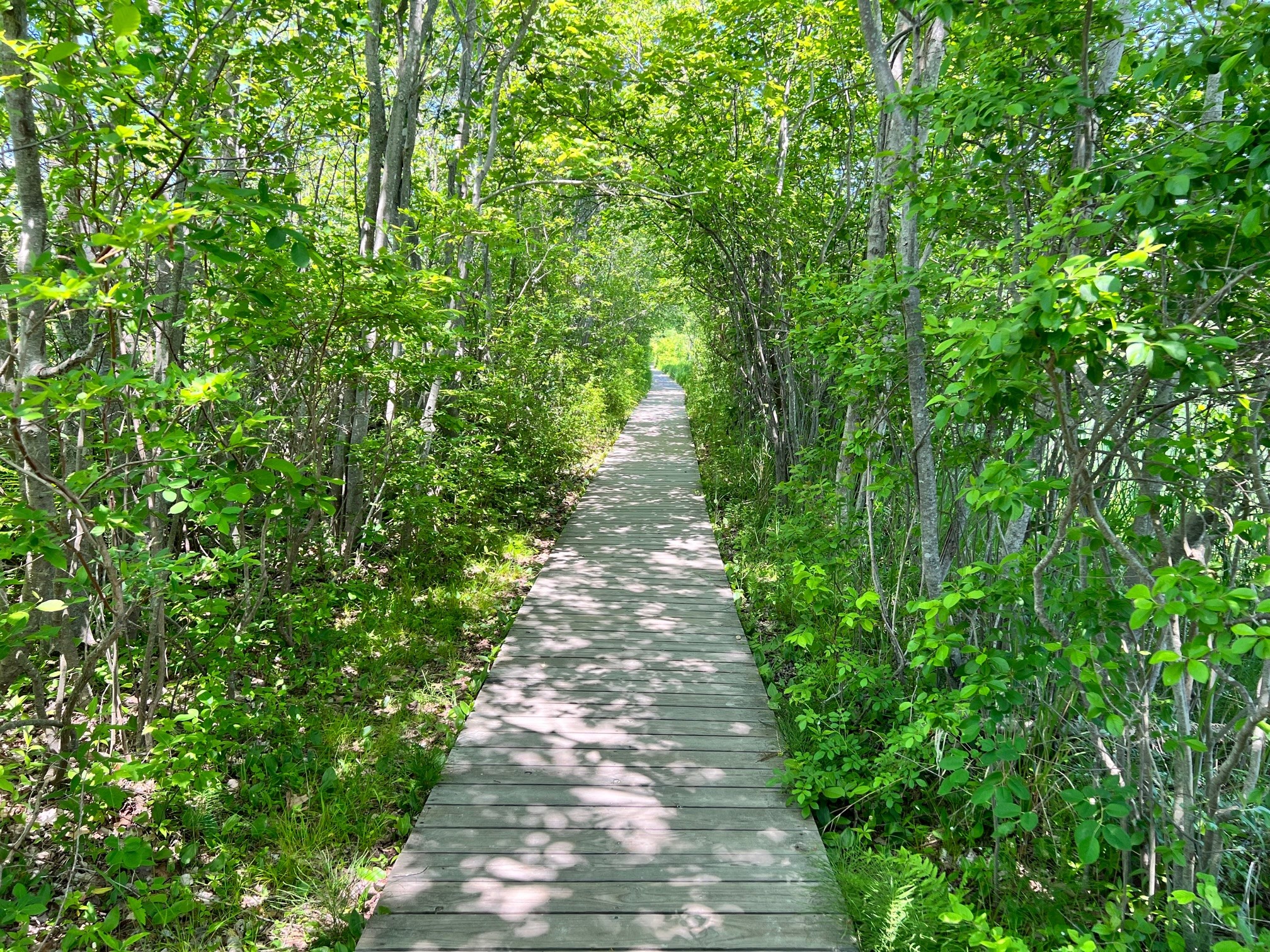 Private Boardwalk From The Ocean