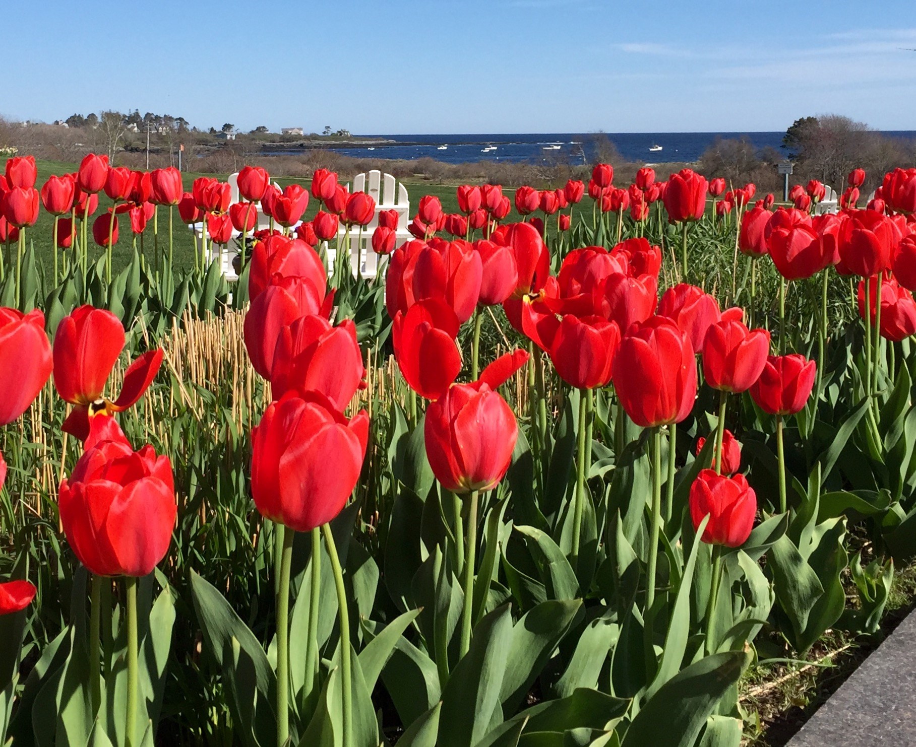 Tulips In Field