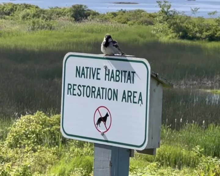 Bird On Habitat Restoration Sign