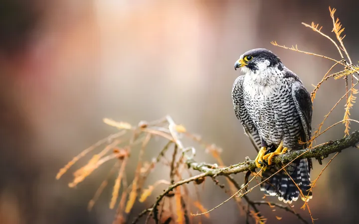 Peregrine Falcon Endangered Maine Bird